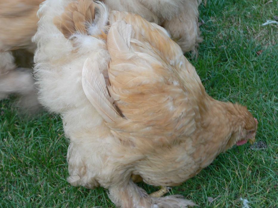 Kochin olbrzymi kura i kogut