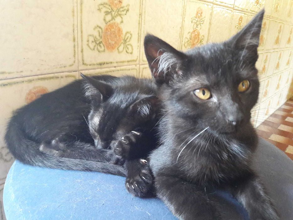 Gatinho e gatinha pretos - zona de Coimbra