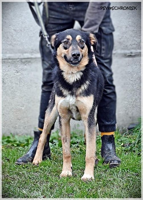 HIPEK dwuletni wdzięczny i łagodny piesio