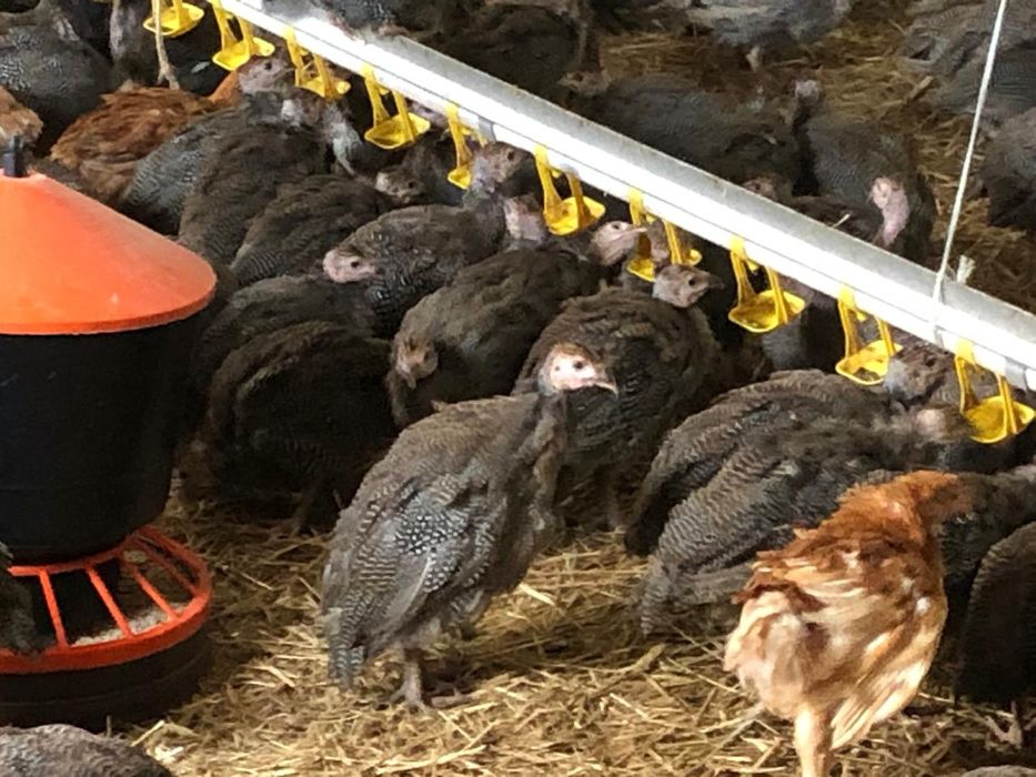 Sprzedaż drobiu odchowanego. Kury,kaczki,gęsi,perliki,brojlery