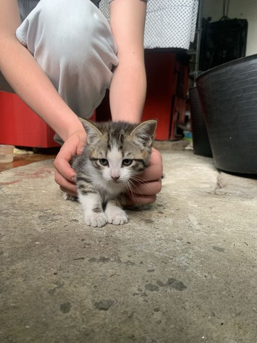 Gatinha para Adoção