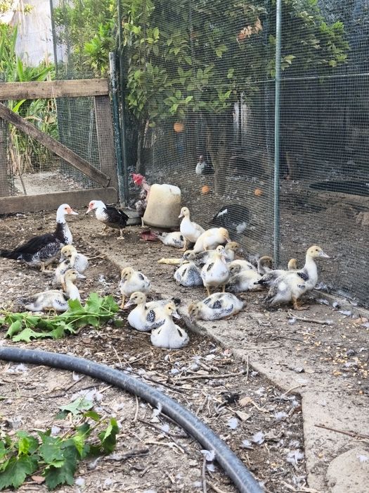 Patos criados ao ar livre com 5 semanas, patos mudos, criação, animais