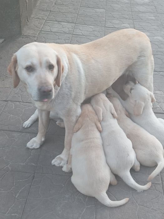 Цуценята чистокровні лабрадора