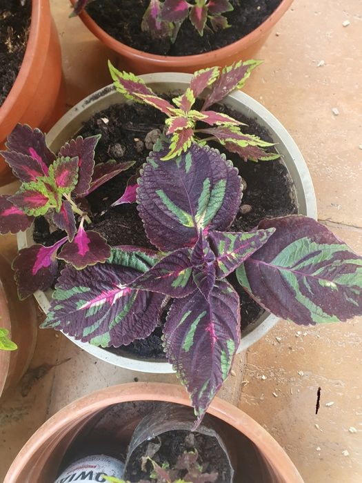 Trzy różne pokrzywki