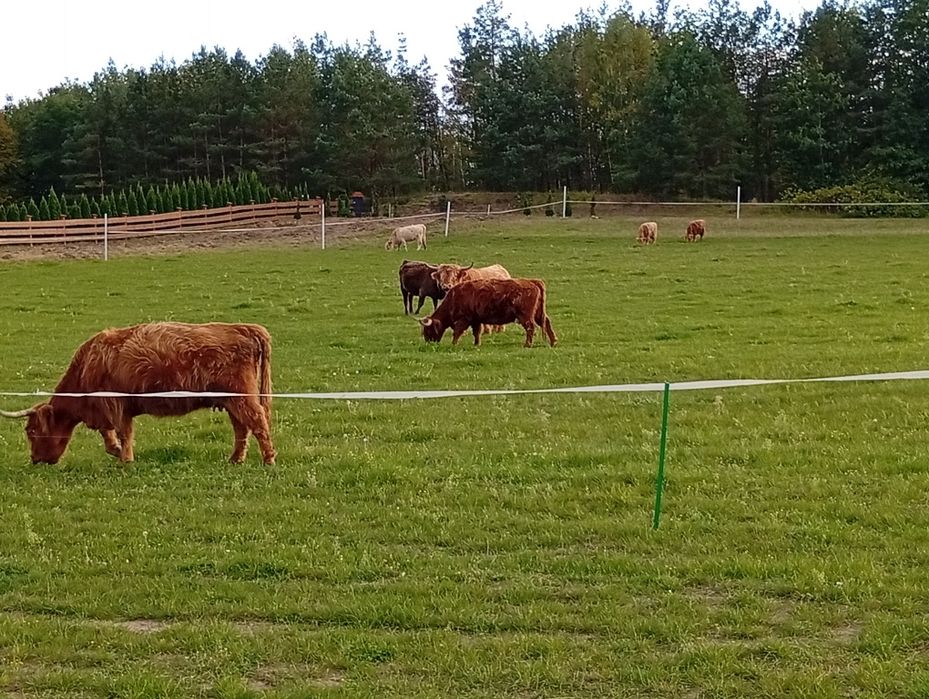 Bydło, krowy, byki, jałówki, mięsne szkockie Highland stado 12szt.