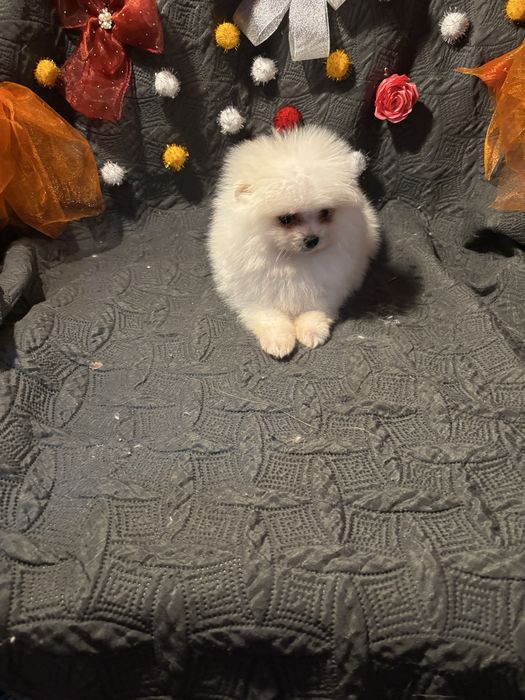 Spitz anão lulu da pomerania  femea