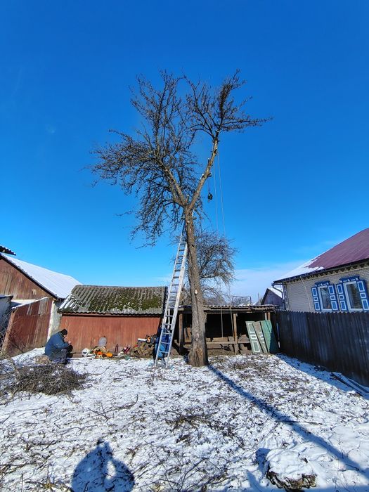 Спил дерев, валка дерев, розпил, обрізання гілок