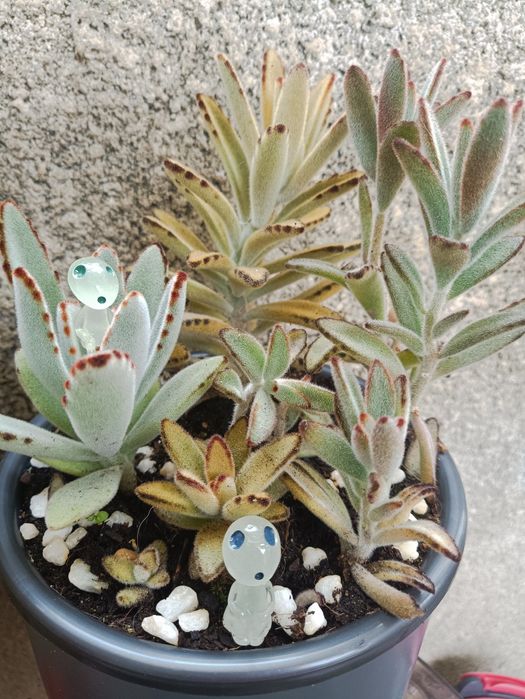 10 Fantasminhas/espíritos que brilham decoração plantas, Suculentas