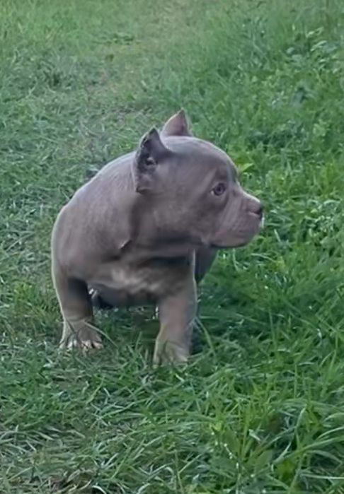 Девочка Американский Булли Поккет