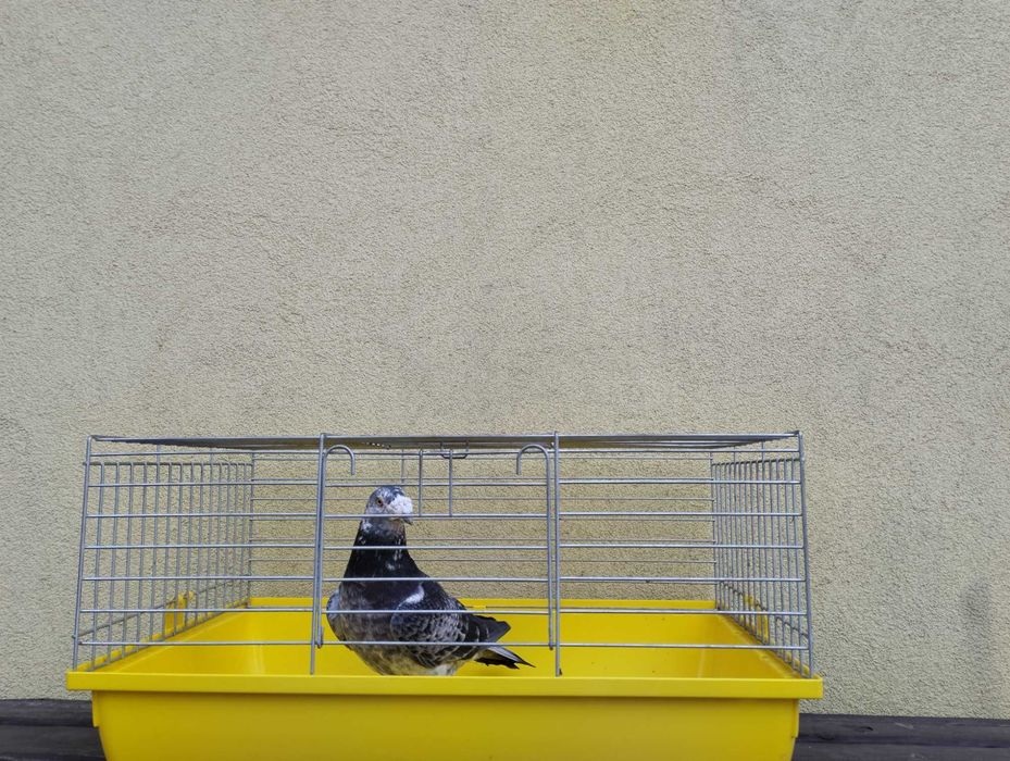 Gołębie pocztowe Fabry, stara linia, WYSYŁKA, gołębie pocztowe