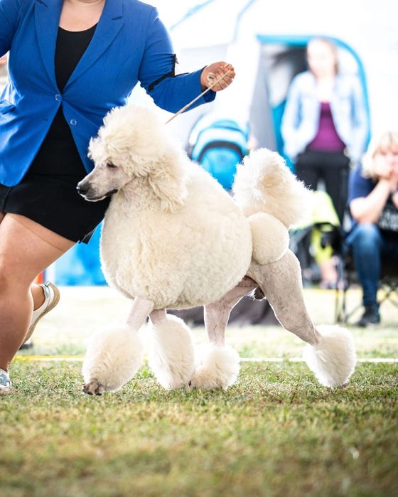 Pudel królewski FCI ZKWP **szczenięta**