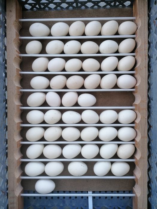 Galo exótico que ri - Ayam Ketawa