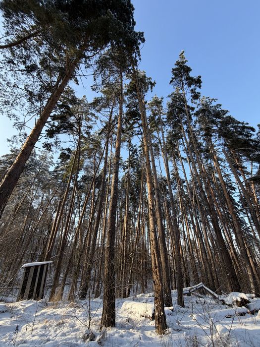 Ділянка у сосновому лісі 8-10 соток с. Ходосівка Новообухівська траса