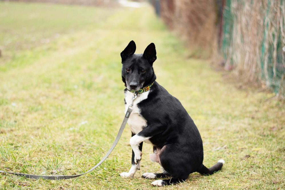 Akido - jedyny w swoim rodzaju, łagodny piękny psiak do adopcji