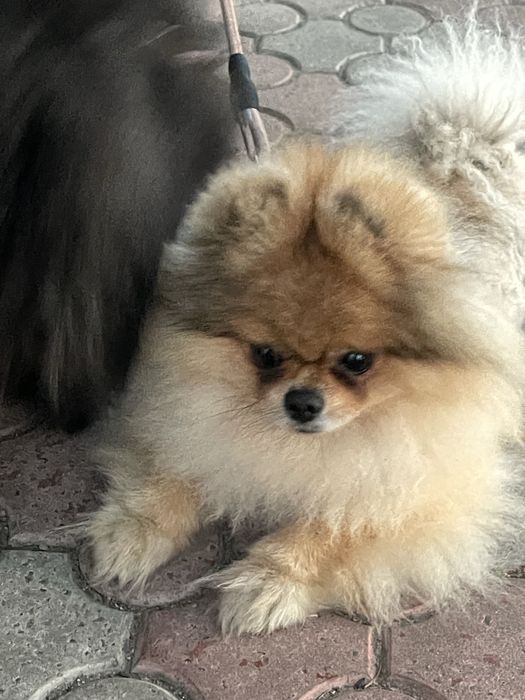 Маленькі померанці