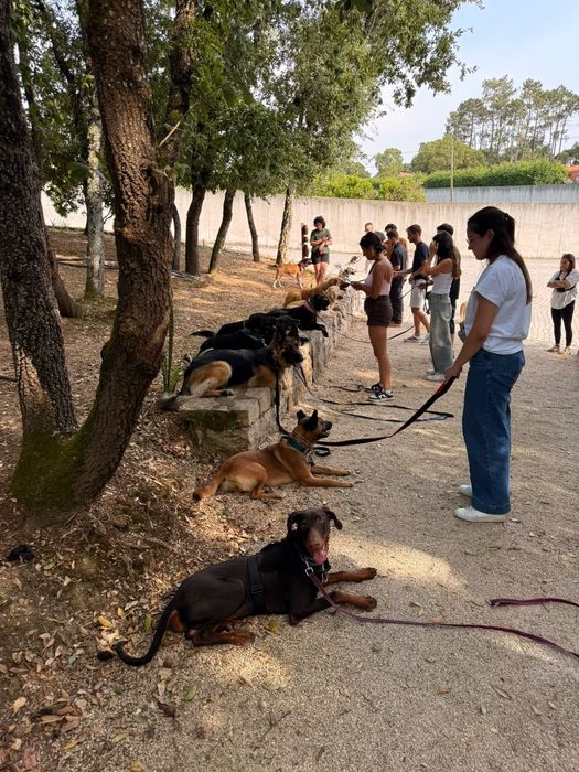 Treinador Canino