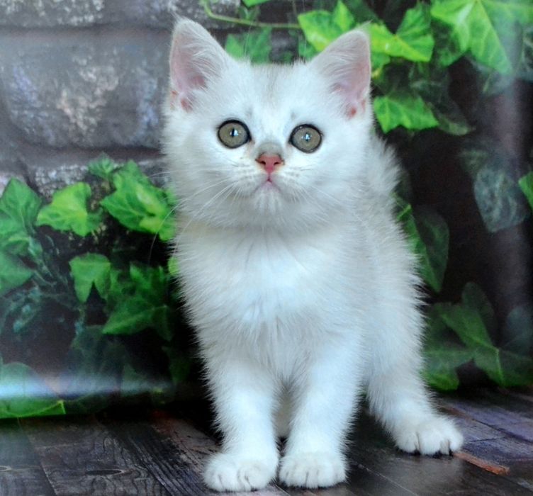 Шиншила дiвчинка