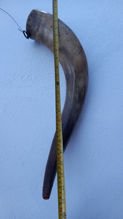 Corno com cerca de 60cm de comprimento