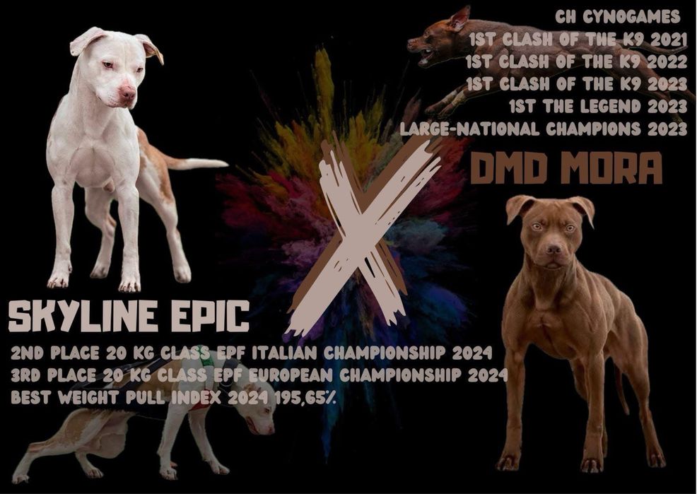 Імпортний пес з Італії розплідник Skyline