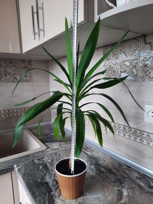 Драцена Юкка-330 грн