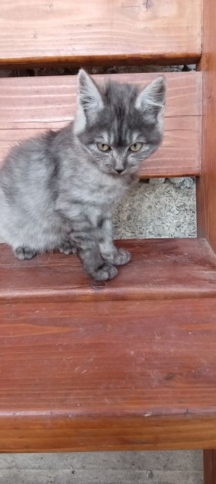 віддам даром кошеня