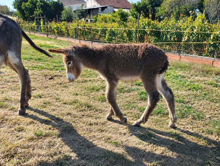 Burro bebe com 4 meses
