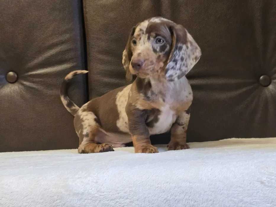 Teckel choco merle