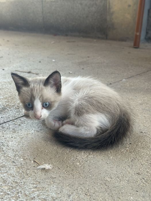 Gatinhos para adocção