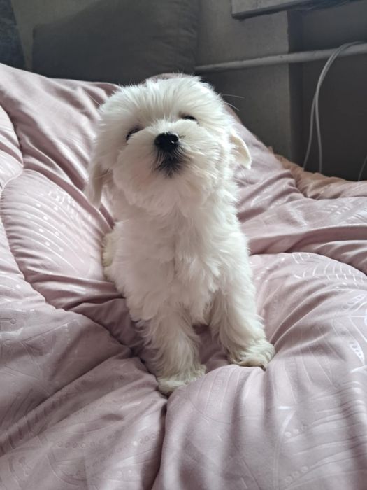 Maltańczyk Maltańczyk