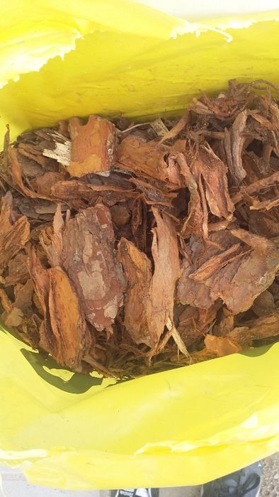 Kora sosnowa średnia