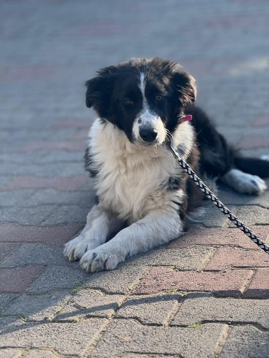 Pies Border Collie