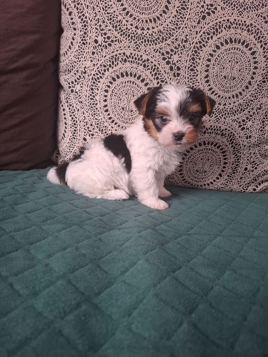 Yorkshire terrier biewer