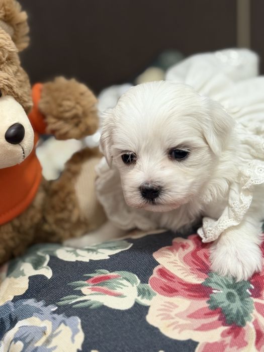 Маленька принцеса мальтезе