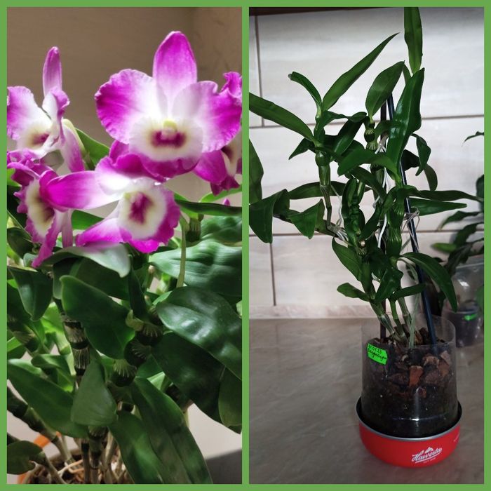 Орхидеи фаленопсис/Орхидея дендробиум. Почтой не отправляю!