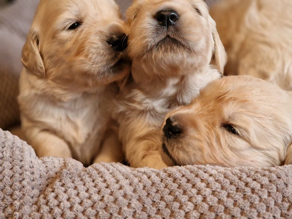 Golden Retriever szczeniak fci zkwp szkolenie gratis