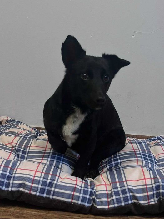 BOBEK mikropiesek waga 6 kg w schronisku w lututowie