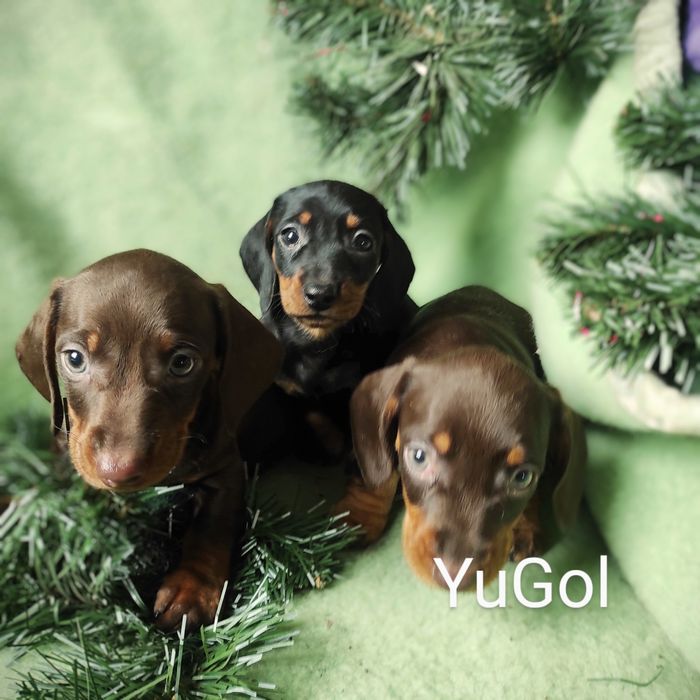 Цуценята КСУ-FCI