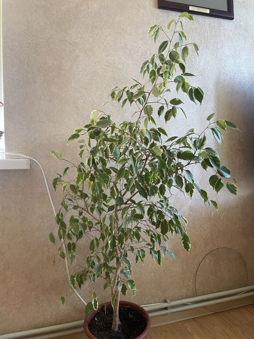 Фікус Бенджаміна