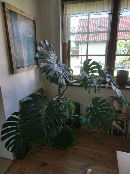 Duża roślina Monstera deliciosa