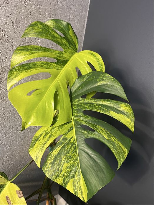 Monstera Marmorata