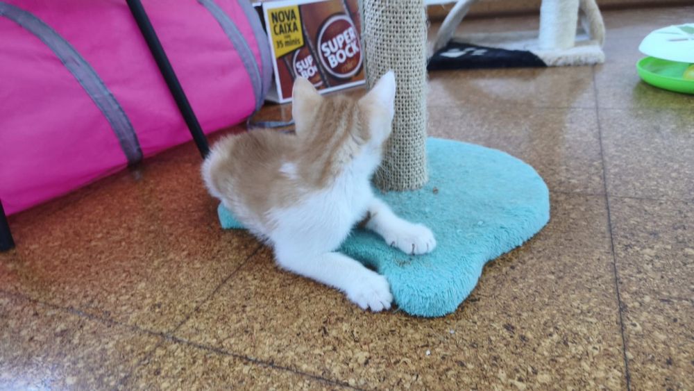 Oliver disponível para adoção
