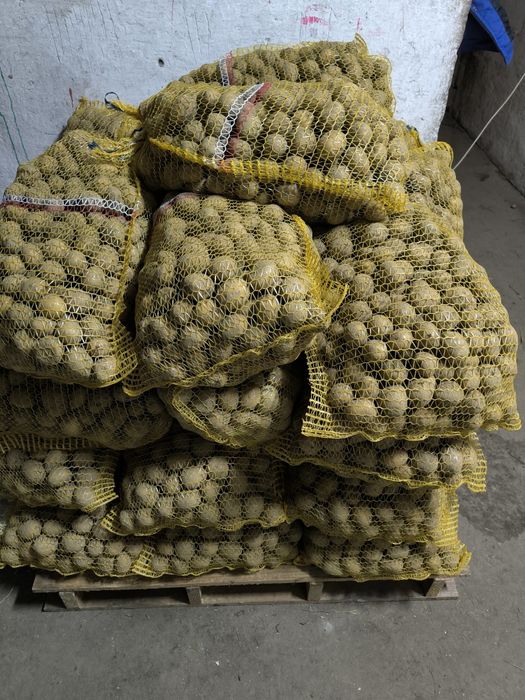 Ziemniaki o wielkości sadzeniaka GALA