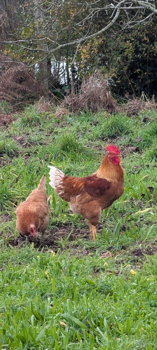 Vendo galos criados ao ar livre