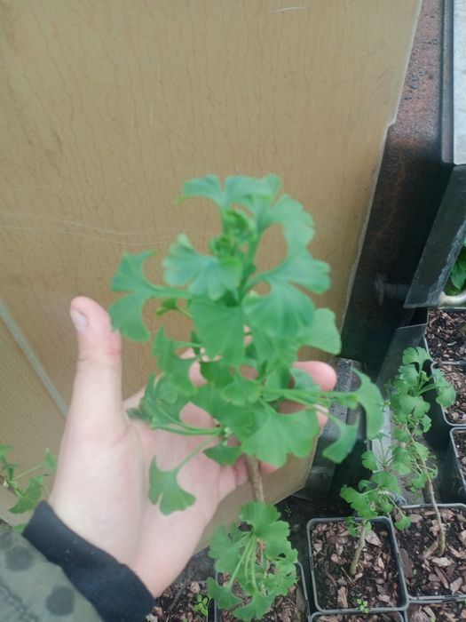 Гінко білоба , саджанці в контейнері