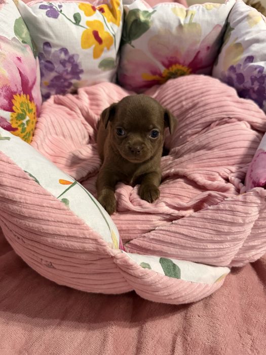 Dziewczynka chihuahua krótkowłosa