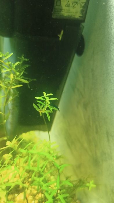 Camarões azuis Neocaridinas Blue Dream