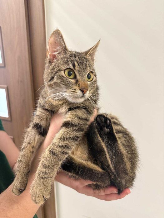 Ida - 7-miesięczna, pełna życia kotka szuka kochającego domu!