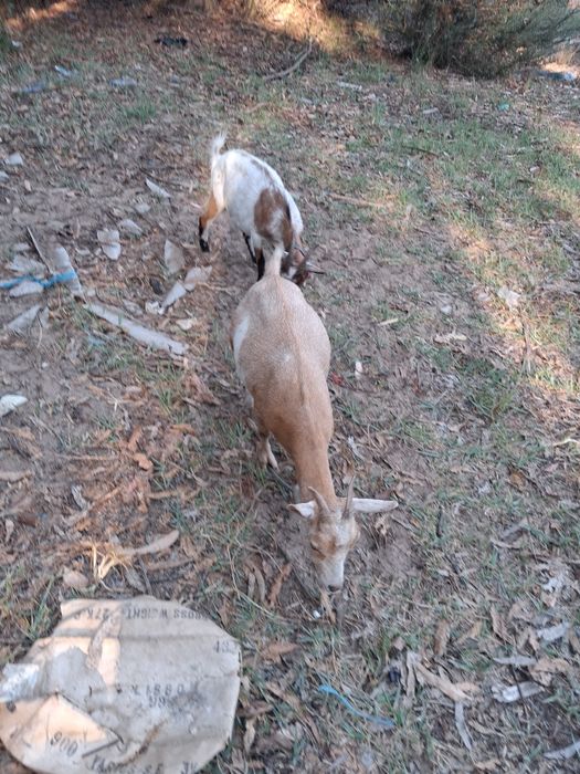 Cabras cheias anãs