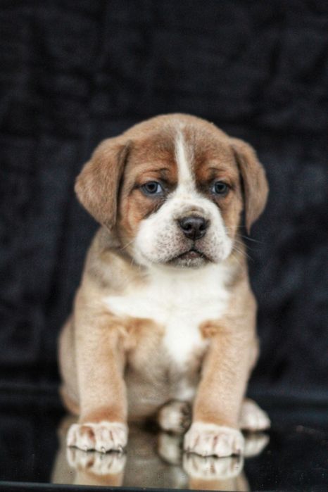 ВПЕРВЫЕ в Украине! North American mastiff.  NAM.  Северо-Американский