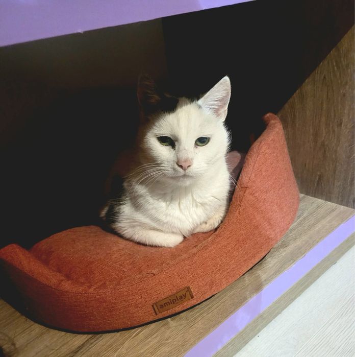 Starsza, spokojna kotka szuka swojego miejsca na ziemi!